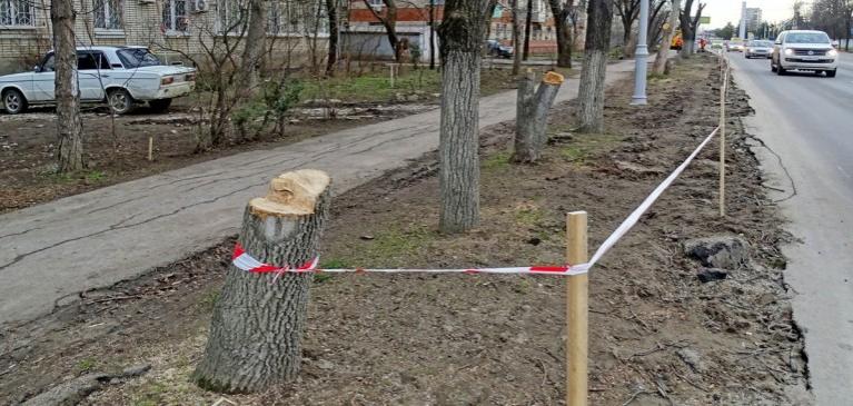 В Краснодаре создадут рабочую группу для контроля вырубки деревьев