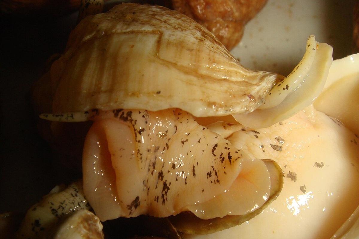 Из Магадана в Приморье завезли опасное мясо трубача с мышьяком