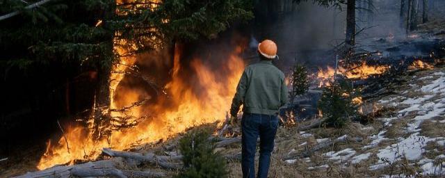 Лесной пожар в Костромской области вырос до 720 га