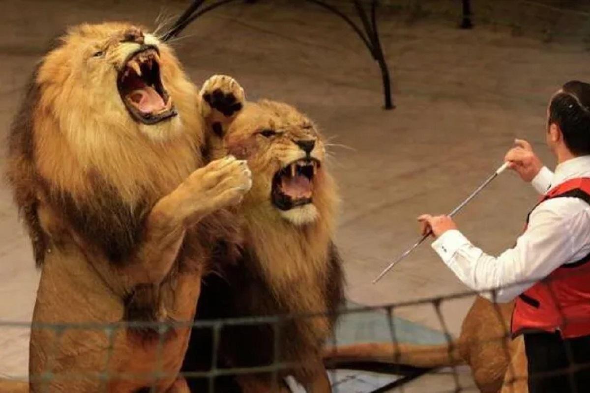 Юрий Куклачев поделился мнением об идее запретить циркам покупать животных