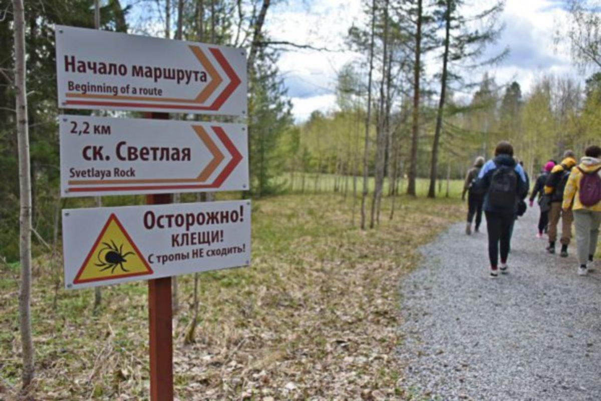 Свыше 26 тысяч человек обратились к врачам в Свердловской области в связи с укусами клещей