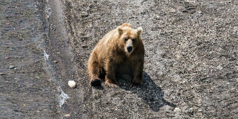 На Камчатке разыскивают браконьеров, убивших с вертолета трех бурых медведей в заказнике