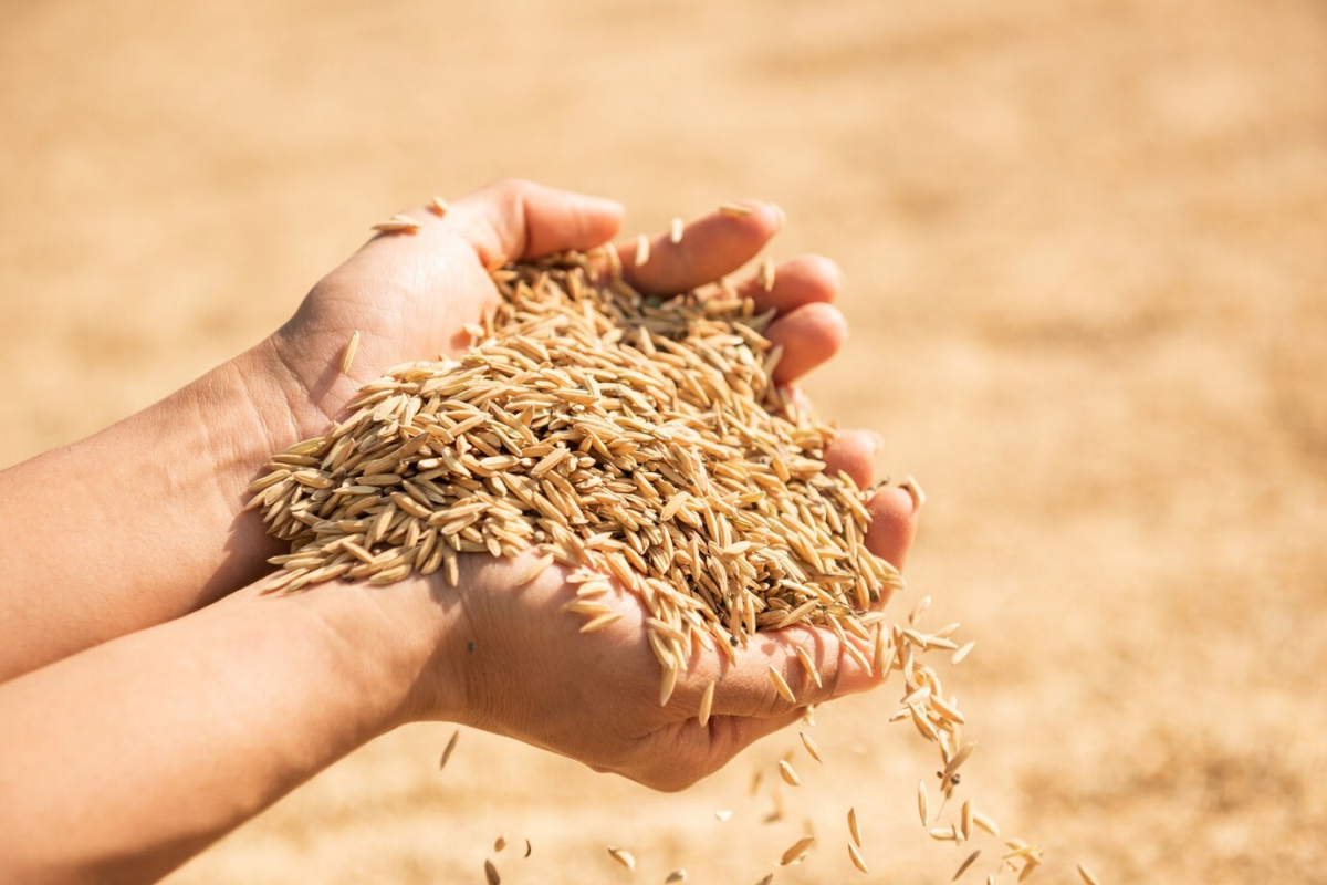 Российские производители зерна прокомментировали возможное введение пошлин ЕС
