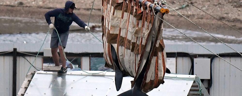 Видео: Две косатки и шесть белух из «китовой тюрьмы» выпустили в море