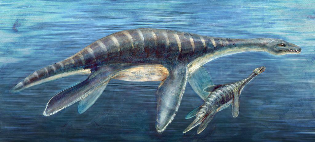 Ученые заявили, что хвосты плезиозавров были похожи на хвосты китов