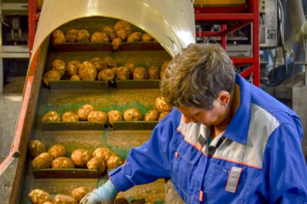 В три раза подорожал картофель в Свердловской области