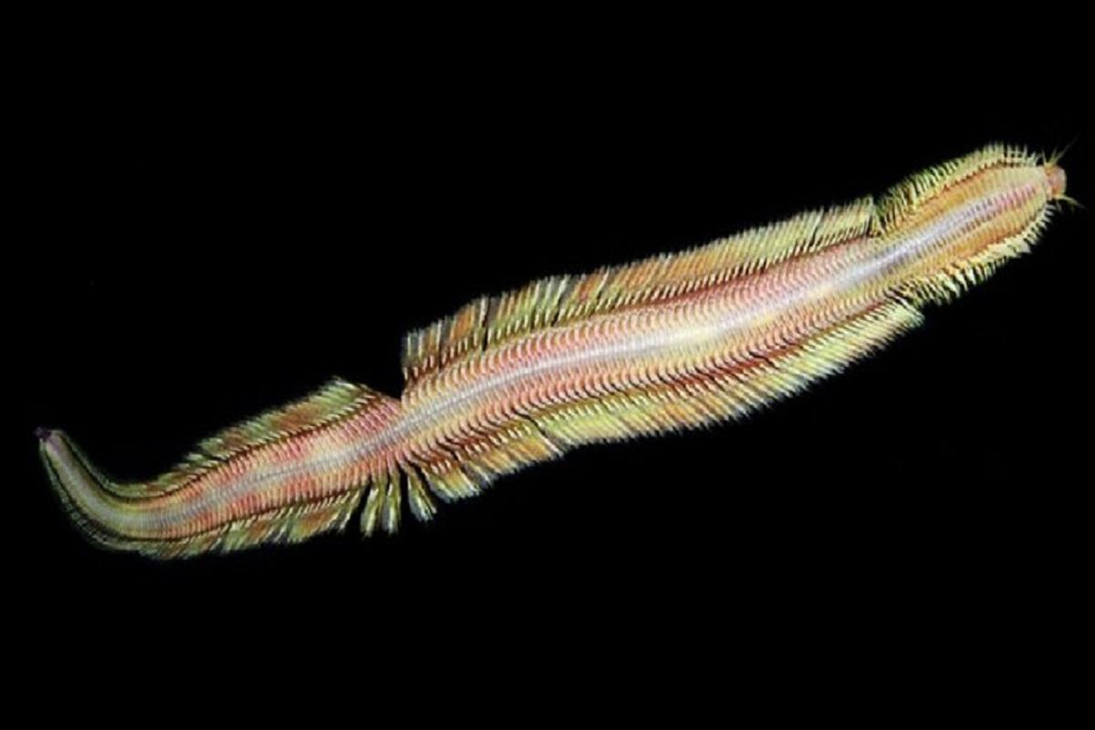 Американские ученые обнаружили новый вид глубоководных червей