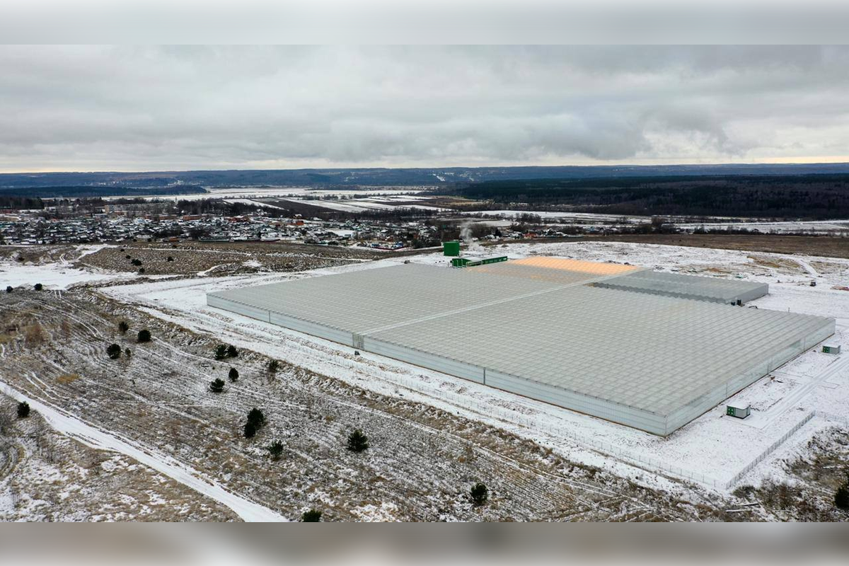 Подмосковный тепличный комбинат на 14% увеличил производство овощей защищенного грунта