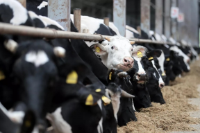 Россельхознадзор выявил случаи сальмонеллеза и других болезней фауны в Иркутской области