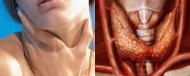 Щитовидная железа — зачем она нам и почему важно сохранить её здоровой