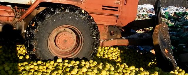 Четыре тонны запрещенных фруктов уничтожил бульдозер в Новосибирске