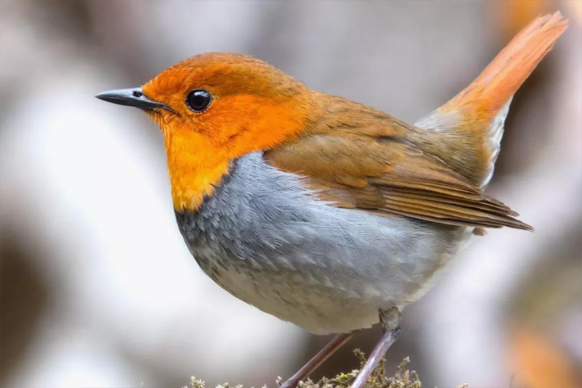 На острове Фуругельма в Приморье ученые обнаружили два новых вида птиц