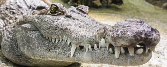 В Китае с фермы сбежали 70 крокодилов