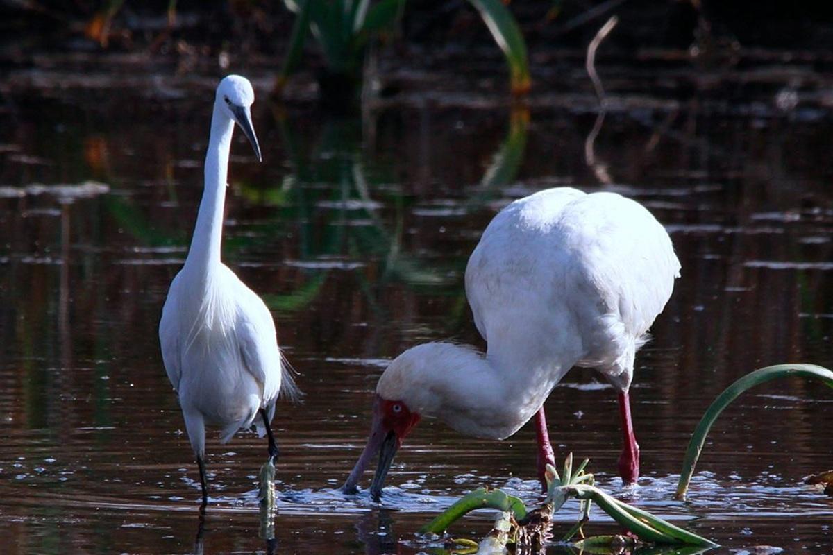 Краснокнижные колпицы впервые появились в Якутии