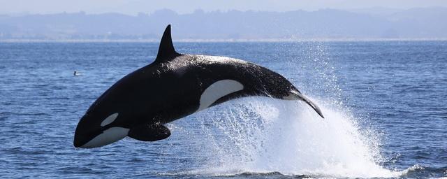 Killer whales attack sailing boats off the coast of Spain