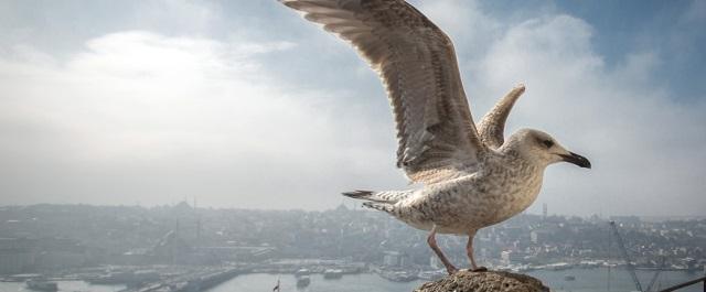 В Канаде огромная чайка сорвала прогноз погоды на телевидении