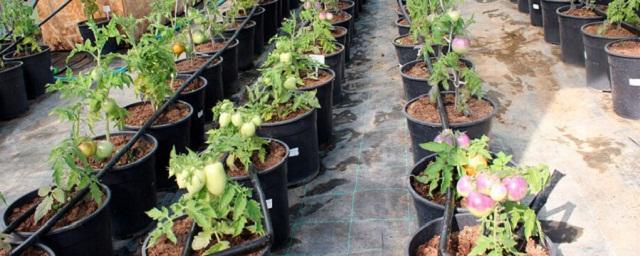 Селекционеры Мичуринского ГАУ вывели сорт томата, снижающий уровень холестерина