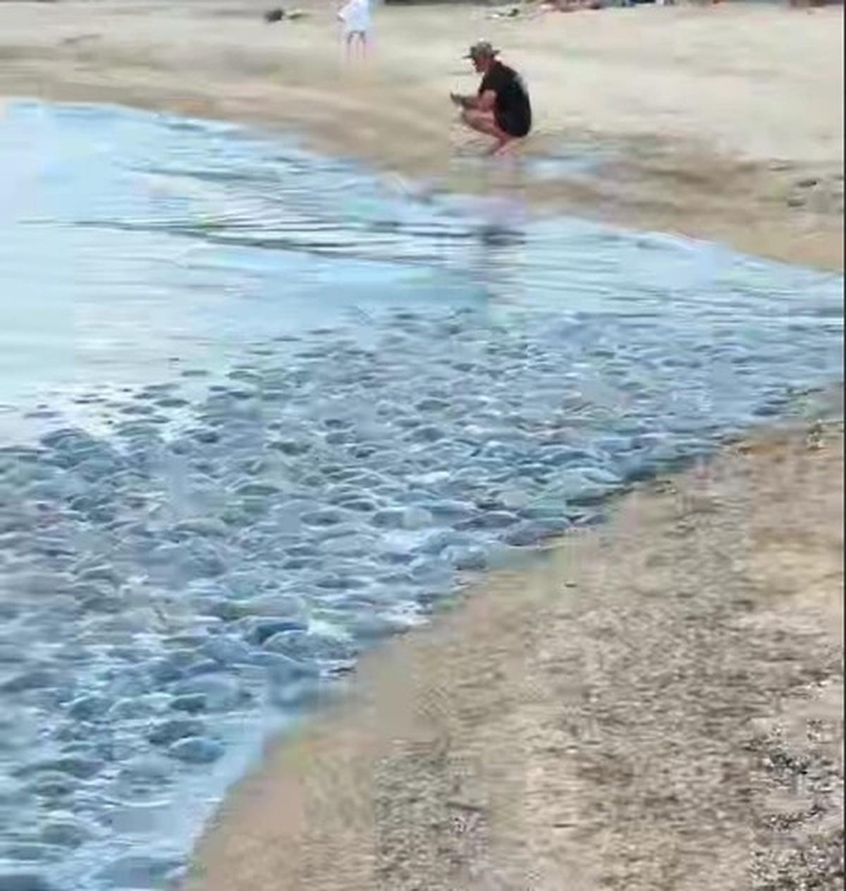 В станице Голубицкой на берег Черного моря выбросило множество медуз