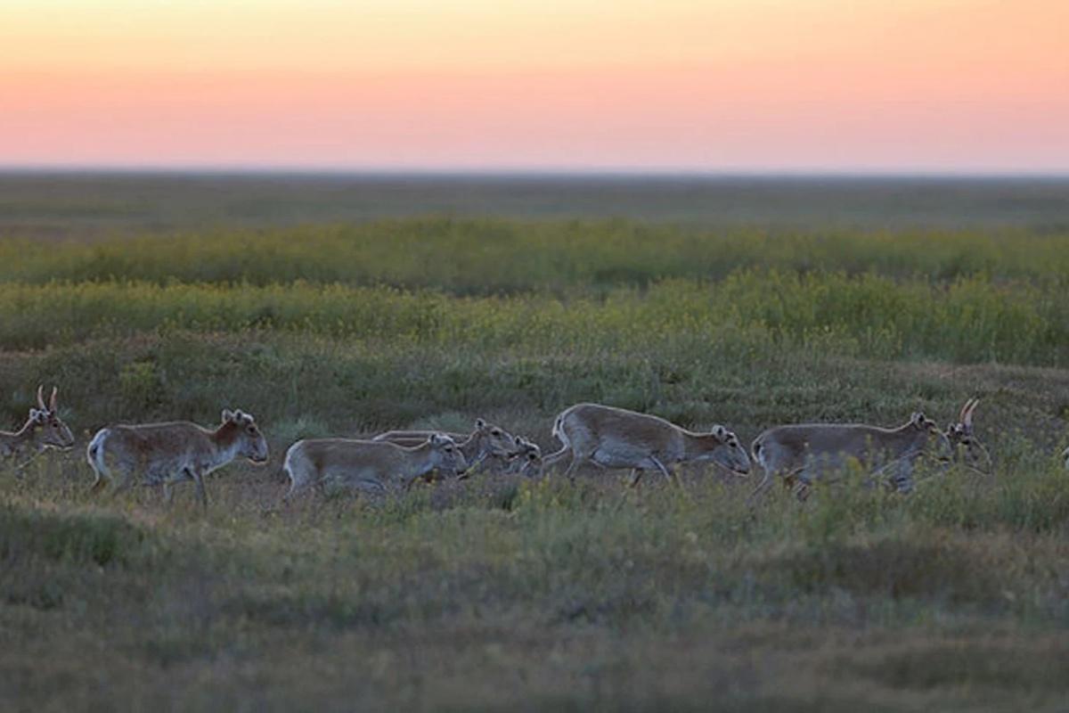 Из-за нашествия сайгаков на Саратовскую область животное хотят убрать из Красной книги