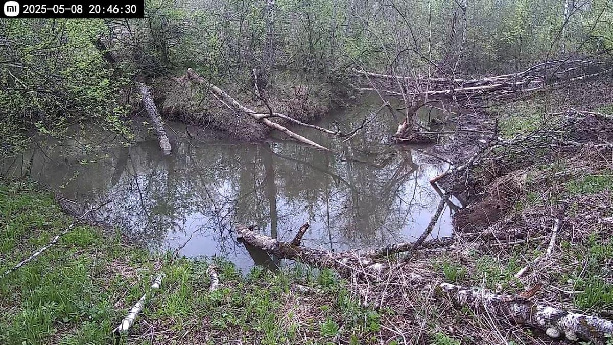 Дачник из Новосибирска установил видео-слежку за бобрами