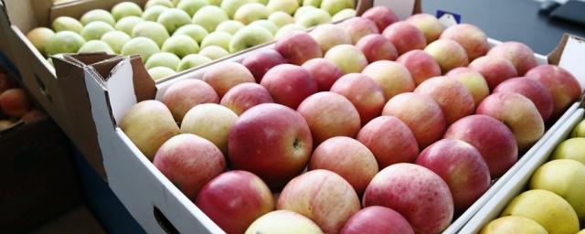 В Краснодарском крае появятся «Кубанские яблоки»