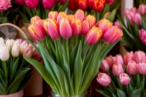 Завоз цветов на срез в Сибирь перед 8 Марта вырос в 3,6 раза