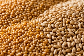 Зерно не продается: орловские аграрии бьют тревогу