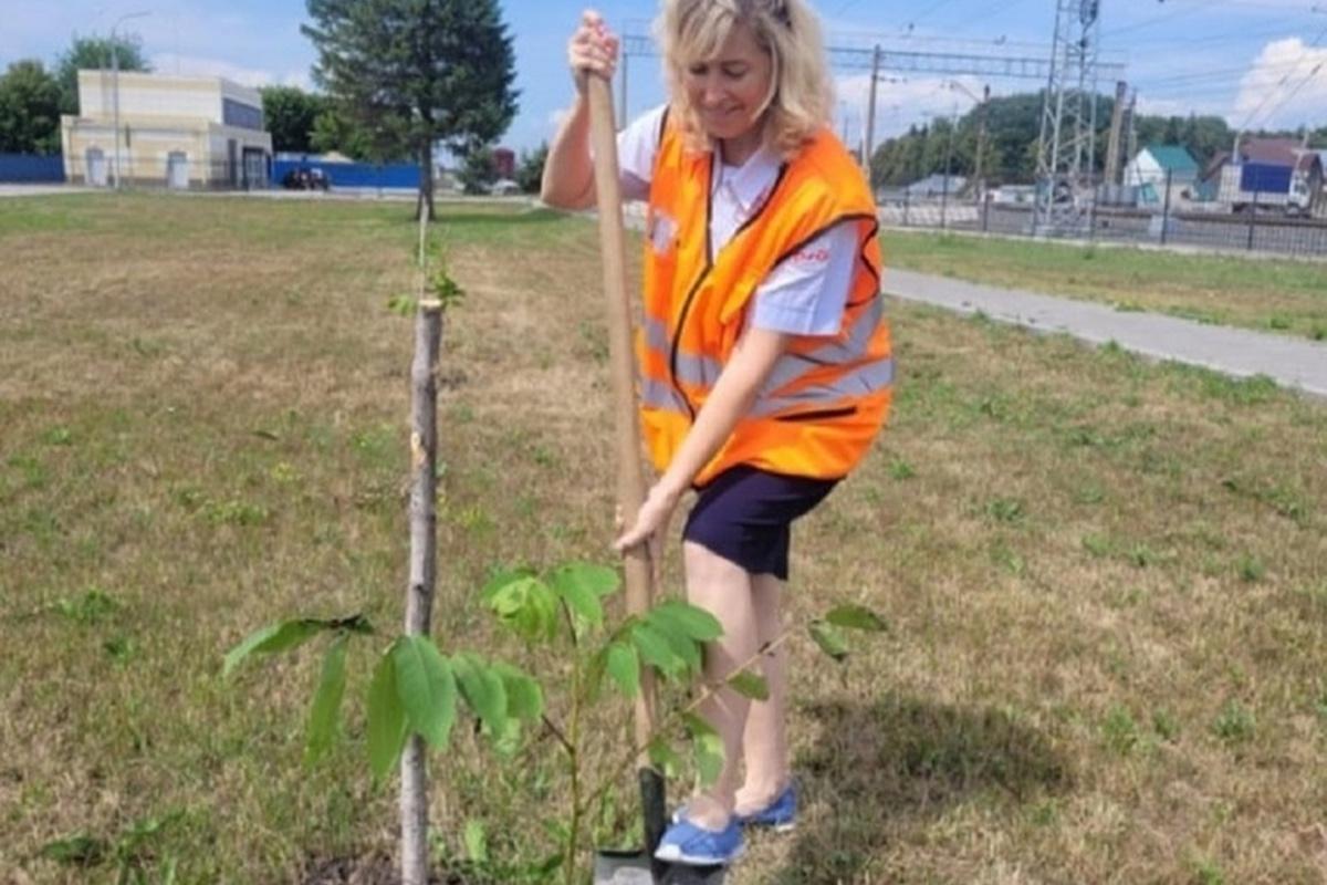 В Новосибирской области семья превратила огород в фабрику деревьев