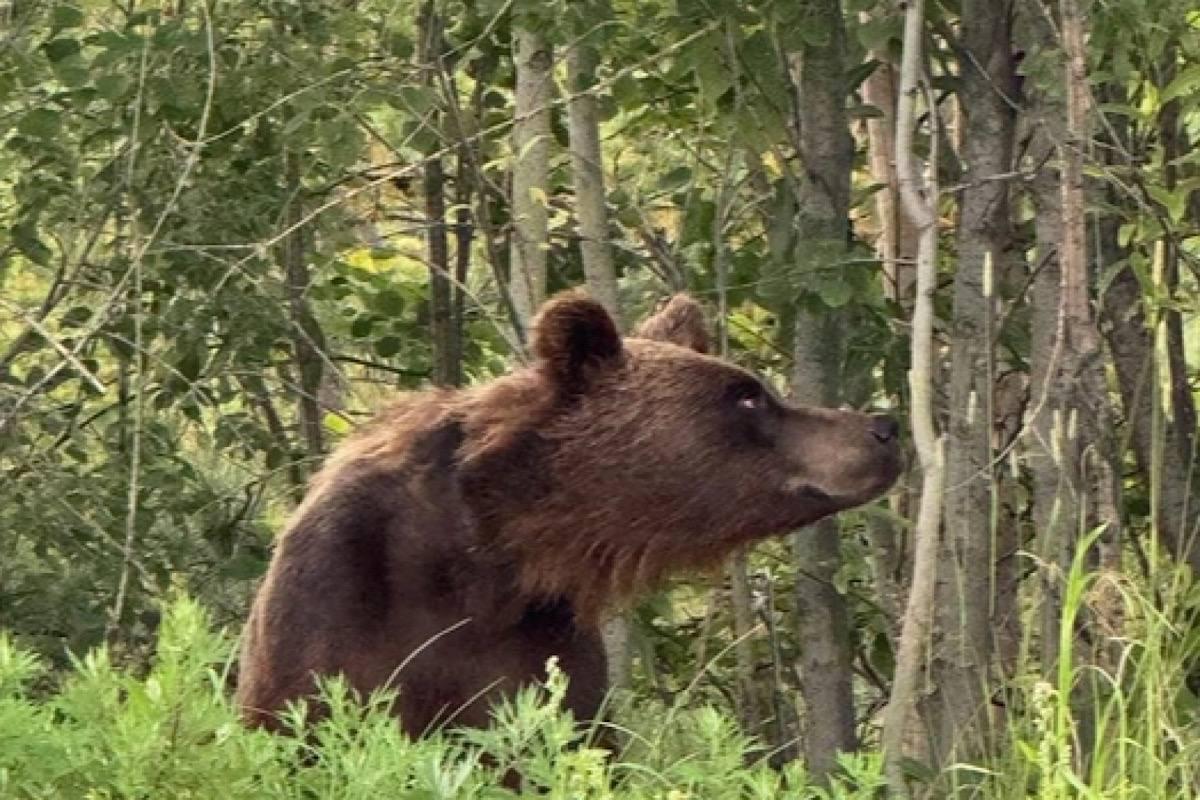 В ХМАО дикий зверь вышел на дороги Белоярского