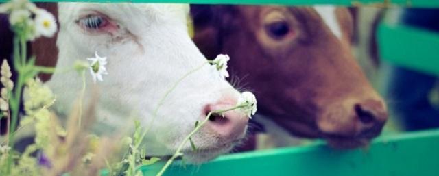 Стадо голодных коров в селе Снижа Курской области уничтожает огороды жителей