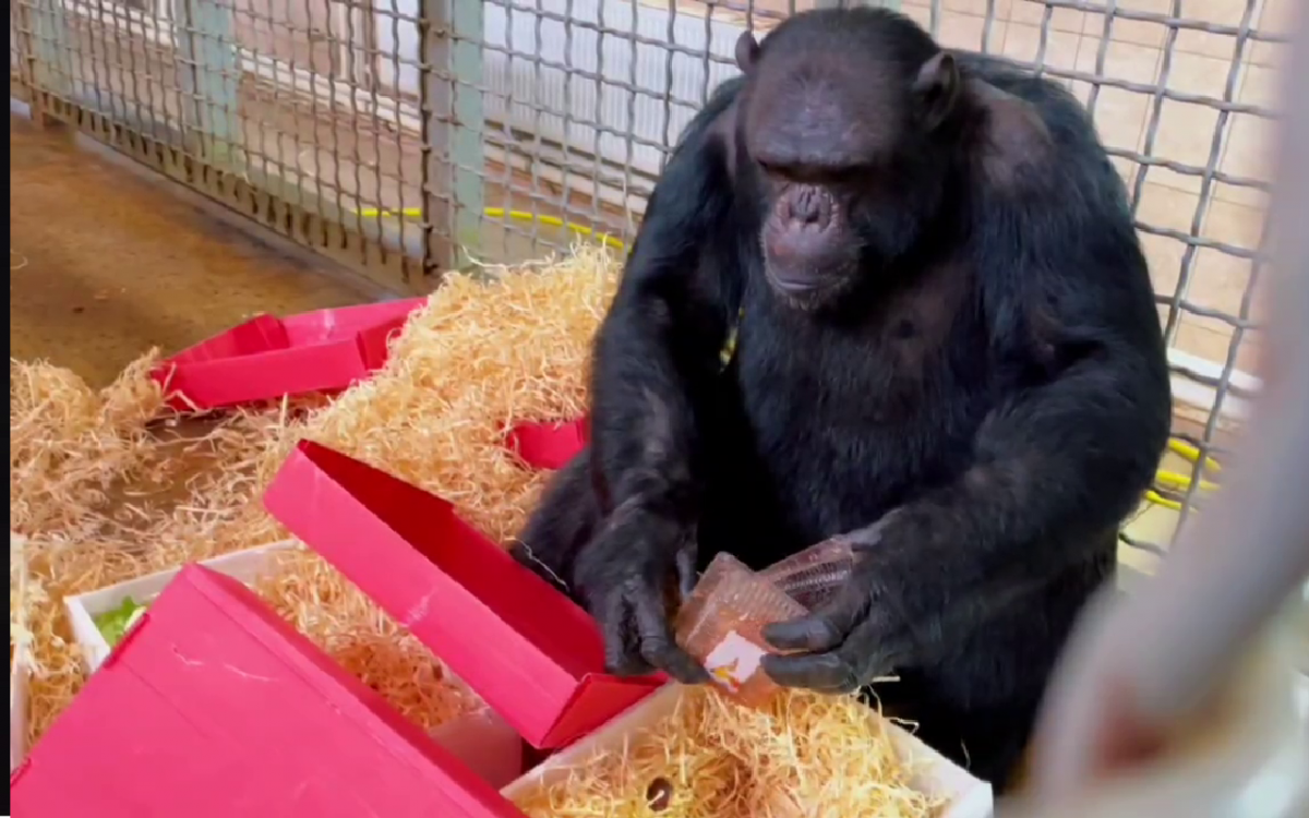 19-летний шимпанзе Майкл из ростовского зоопарка открыл в себе талант к живописи