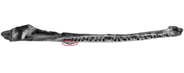 Ученые нашли древнейшую доброкачественную опухоль в скелете крокодила