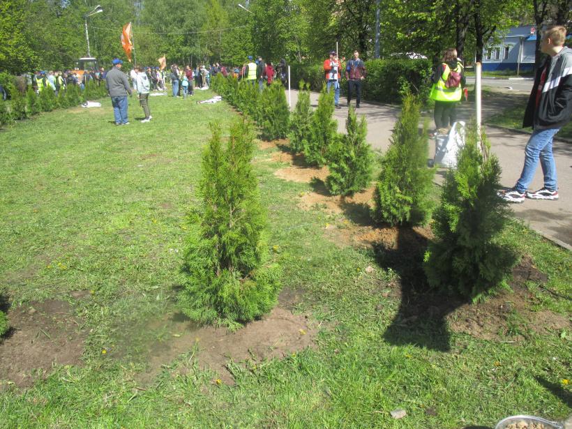 На бульваре Космонавтов в микрорайоне Холодово высадили более 120 деревьев
