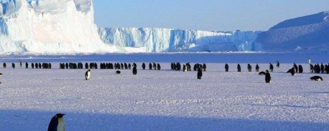 Полярный самолет КНР впервые приземлится на высокой точке Антарктиды