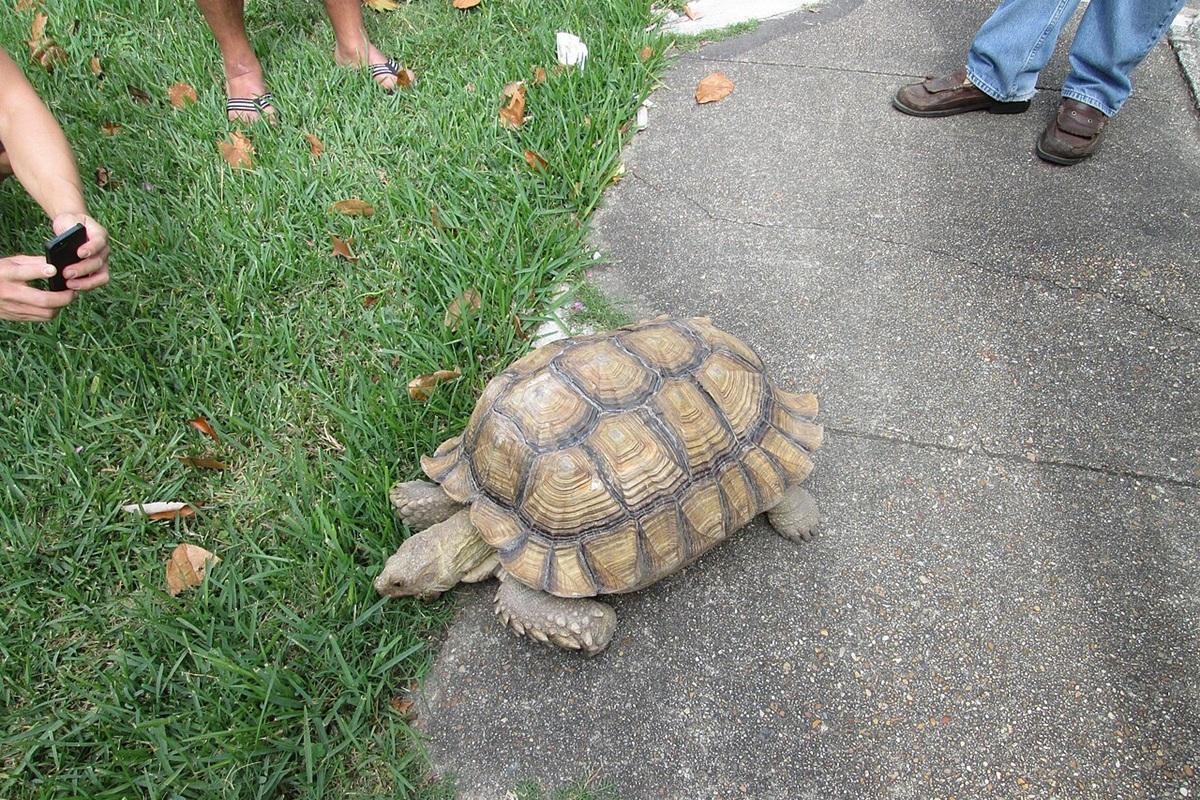 Экзотические черепахи обживают Владимирскую область