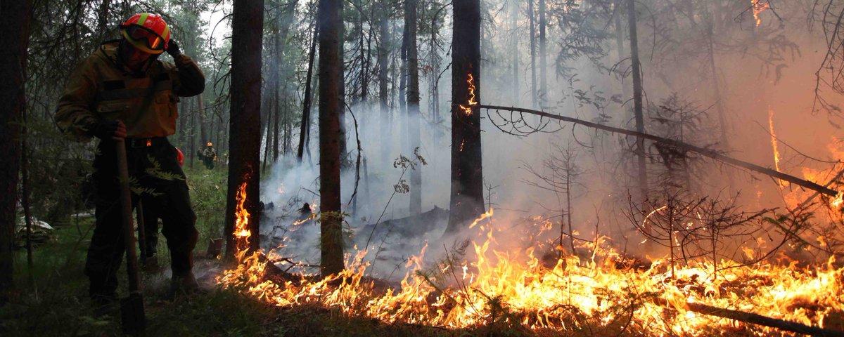 Режим ЧС из-за лесного пожара объявлен в Момском районе Якутии