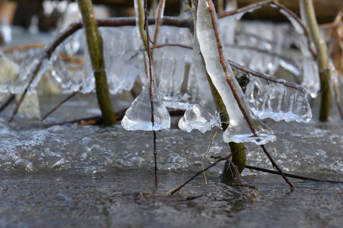 Стало известно, как сильно пострадал потенциальный урожай фруктов от апрельских заморозков