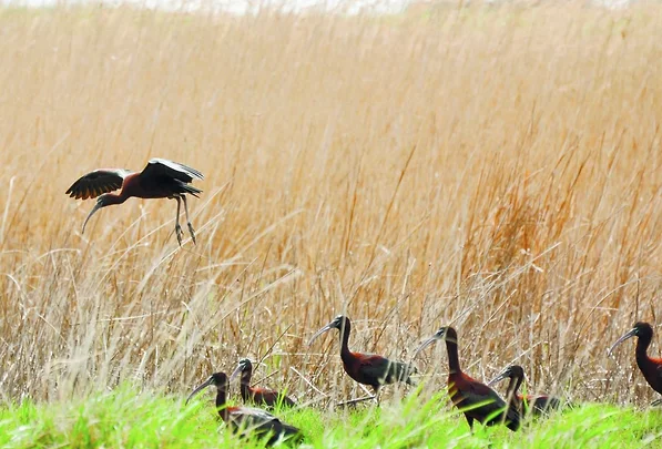 Имеретинский орнитопарк вернул биоразнообразие на территорию колхидских болот