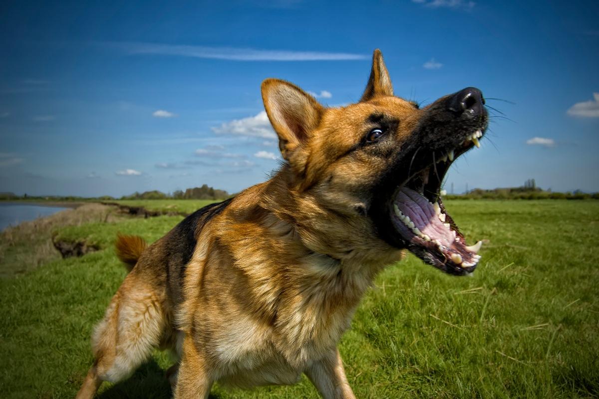 Ошейник «Антилай»: как хозяева собак расписываются в собственной беспомощности