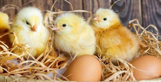 В Германии вводят запрет на умерщвление нежелательных цыплят