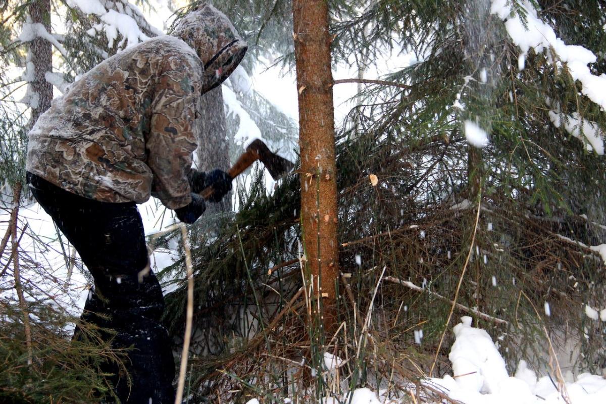 В предновогодние недели в Северной Осетии усилили охрану хвойных лесов