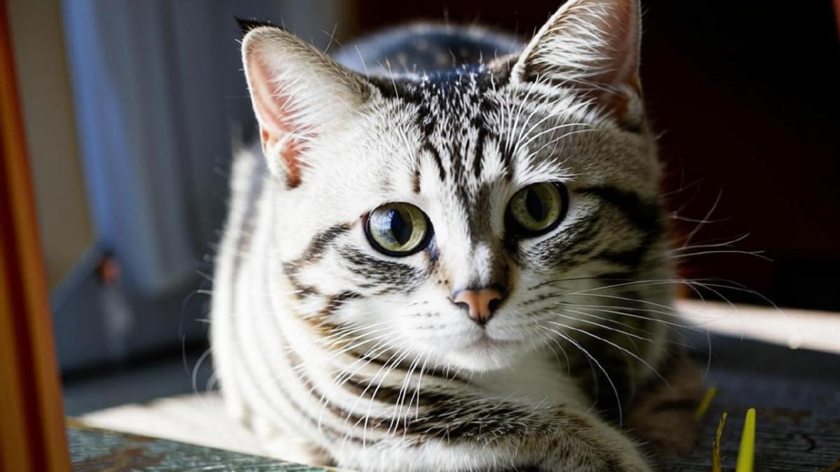 Эксперт Волков поделился секретами распознавания признаков грусти у домашних любимцев