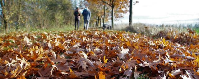 В Ростовской области неуборка листвы привела к крупному штрафу