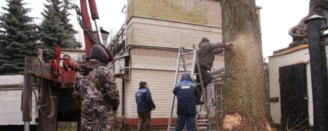 В Калининграде у входа в зоопарк спилили вековой дуб