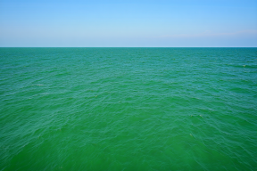 Побережье Анапы позеленело от водорослей и отпугнуло туристов