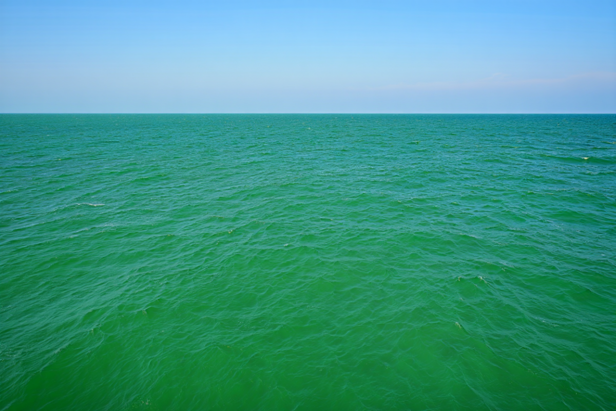 Побережье Анапы позеленело от водорослей и отпугнуло туристов