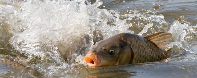 В Новгородской области ООО «Наш лес» оштрафовали за загрязнение реки и гибель рыбы