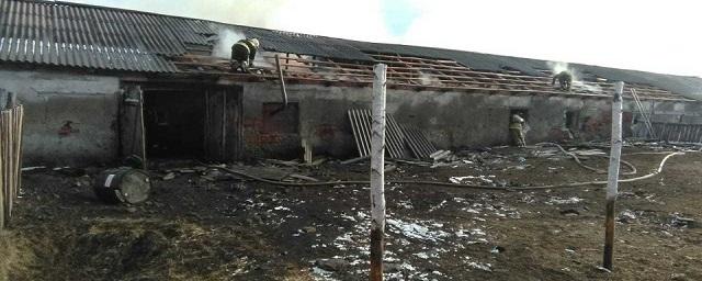 В Новосибирской области во время пожара на ферме погибли 49 животных