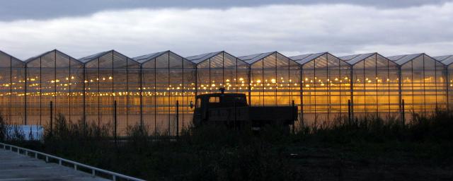 42 тысячи тонн овощей выращивают в закрытом грунте в Новосибирске