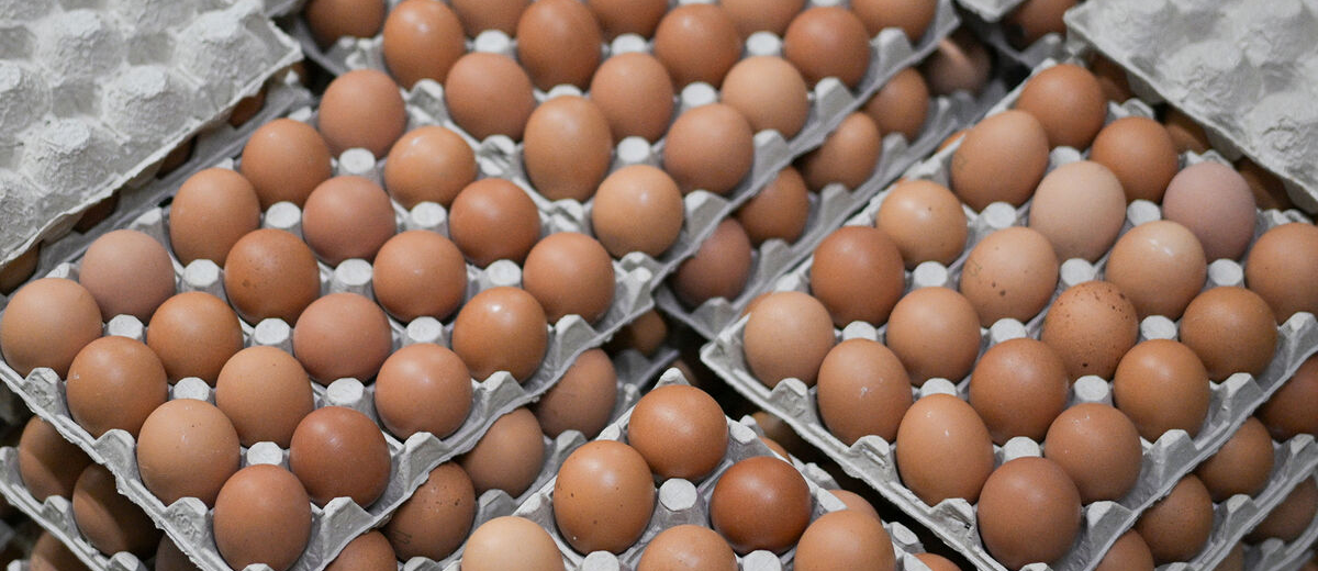 Цены на яйца в Ростовской области не снижаются независимо от импорта